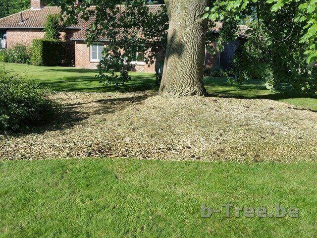 Standplaatsverbetering of groeiplaatsverbetering te Lier. Detail boomspiegels midden.