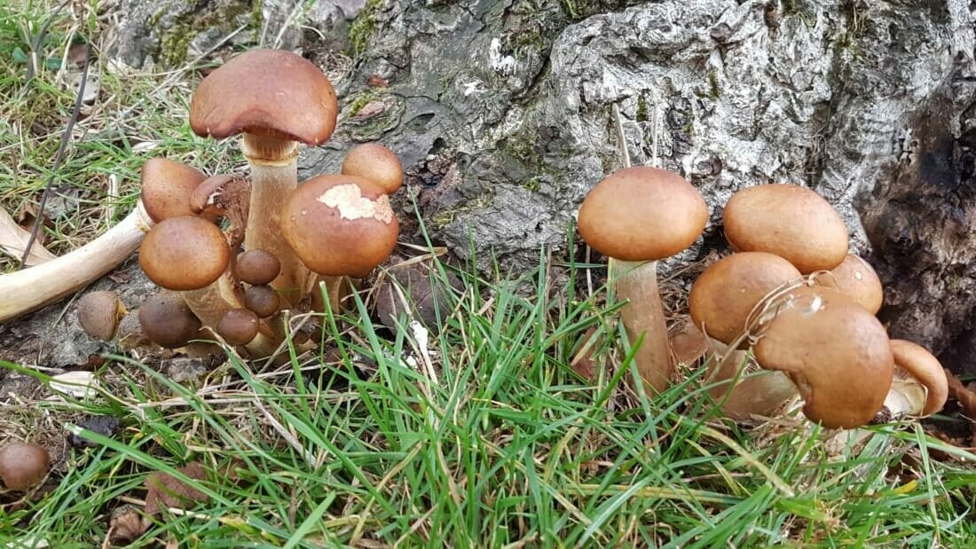 In de boomverzorging kan men niet naast de kennis over zwammen. Hier ziet u een honingzwam onder aan de stamvoet van een ruwe berk. De honingzwam is een parasitaire schimmel die de boom aantast en waarvan de boom op termijn zal afsterven.