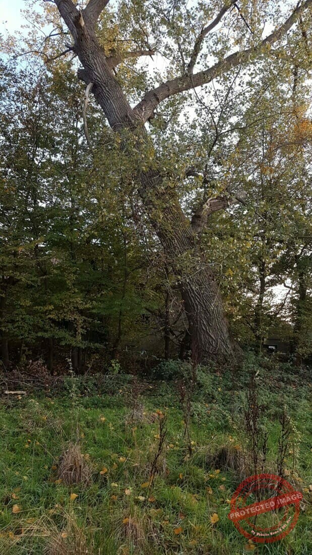 gevaarlijke-bomen-vellen-of-snoeien