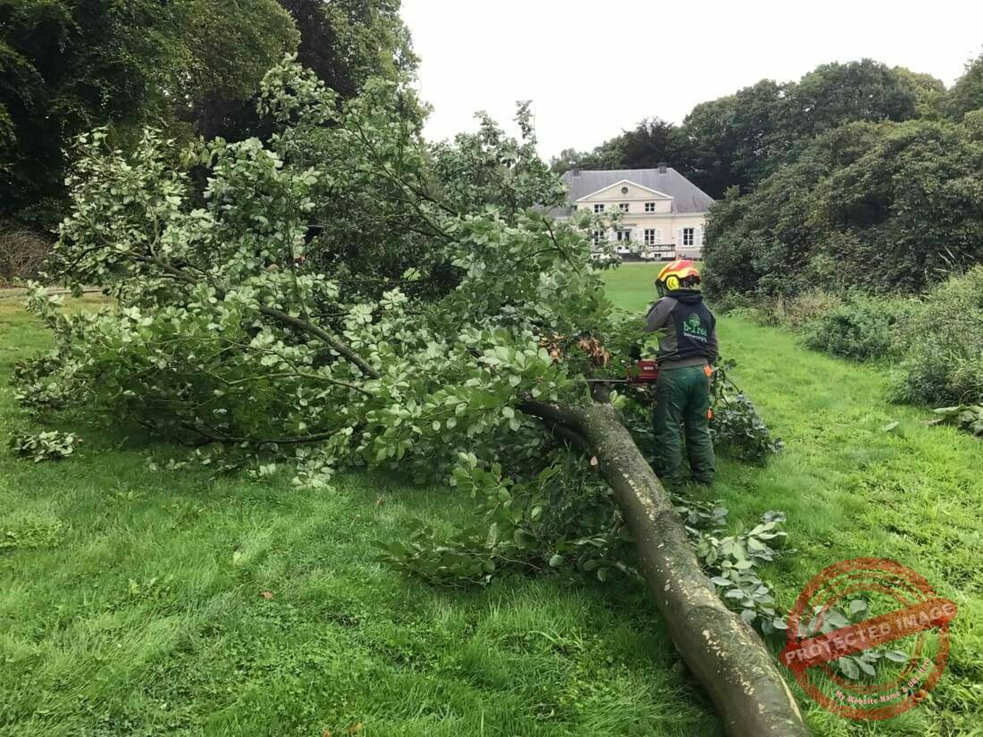 Verzagen van kruindeel van de gevelde boom