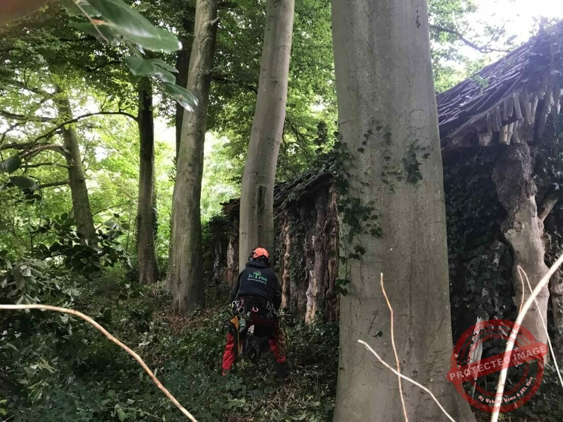 Afzagen van de stam tijdens het vellen met telescoopkraan
