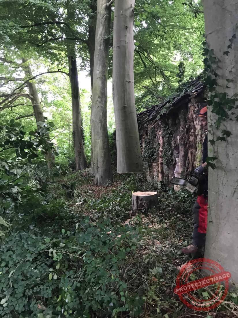 Uithijsen van de afgezaagde boom