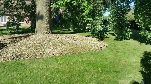Groeiplaatsverbetering van een Liriodendron tulipifera te Lier (foto 1)