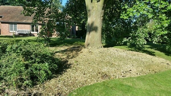 Groeiplaatsverbetering van een Liriodendron tulipifera te Lier (foto 2)