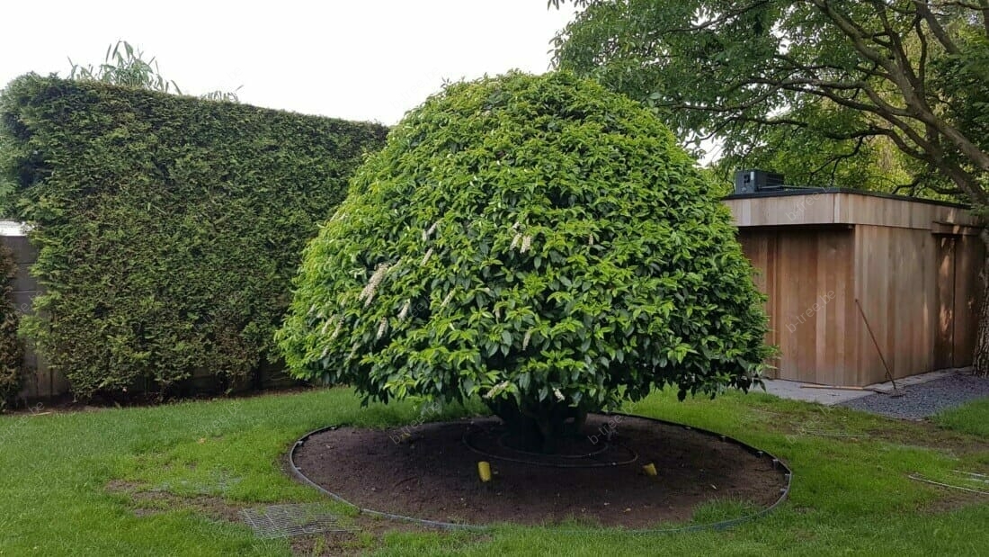 Aanplanten Prunus lusitanica (aangeplant met telescoopkraan). Planten van de boom in een siertuin te Berlaar.