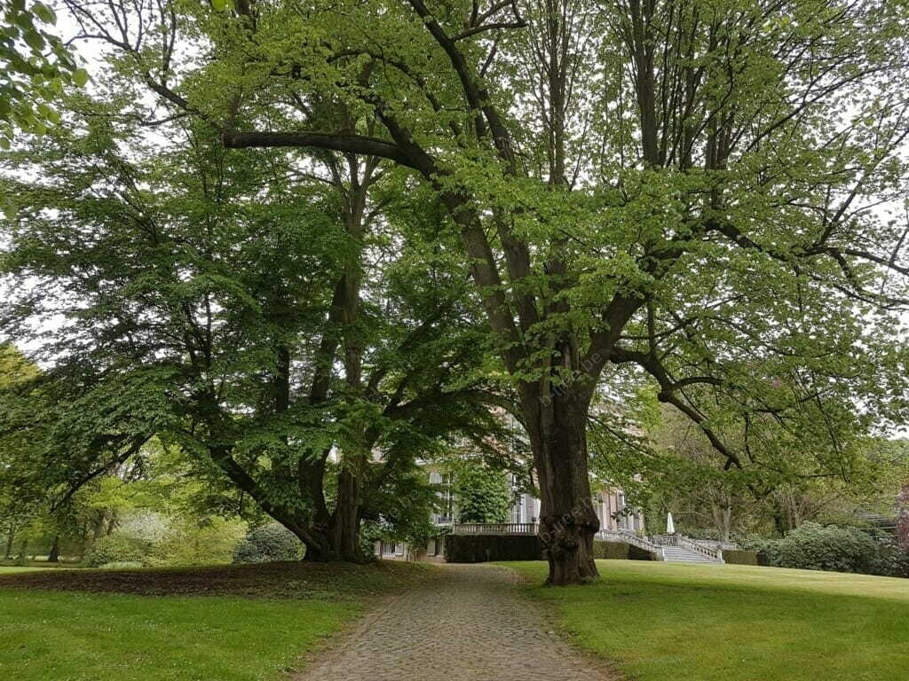 Boomverzorging van 120 jaar oude monumentale bomen door boomverzorgers van b-Tree: de bomen zijn gesnoeid en hebben nieuwe kroonankers gekregen na 30 jaar.