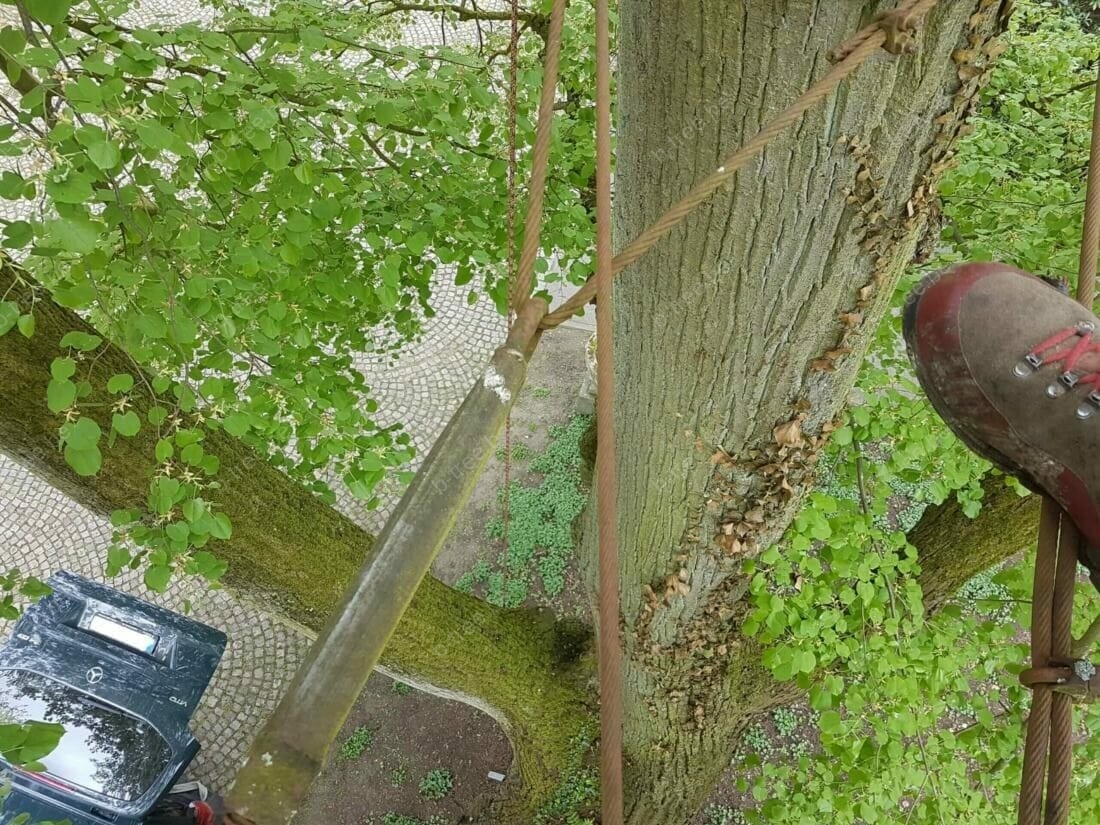 boomchirurgie-stalen-kabel-statisch-kroonanker