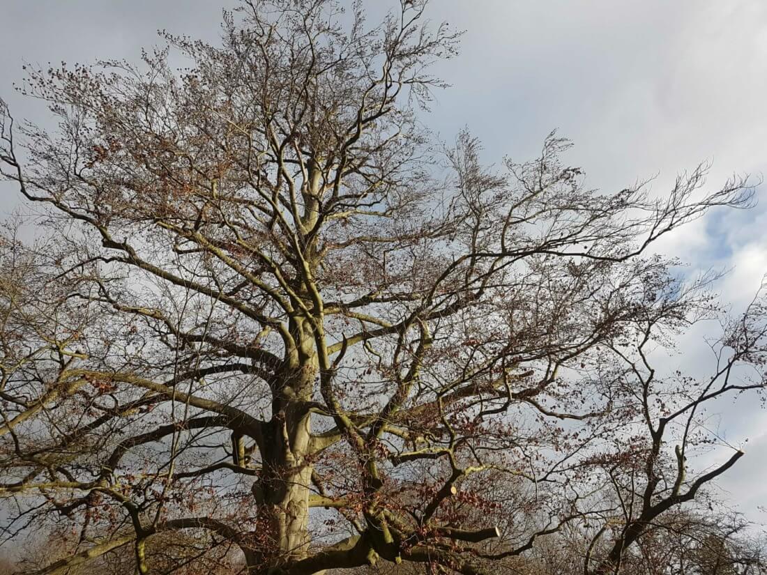 Kroonreductie en uitlichten van de kroon, uitgevoerd tijdens het snoeien van deze grote beuk.