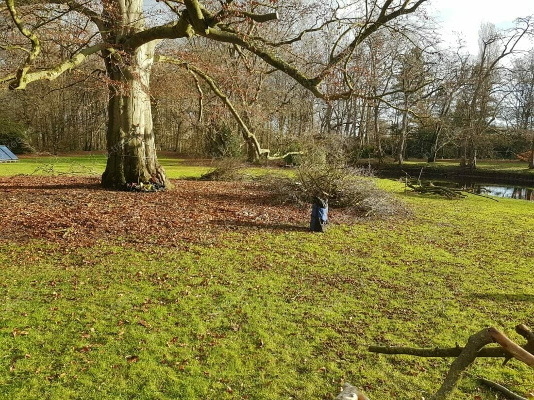 Bomen snoeien kroonreductie en uitlichten kroon beuk