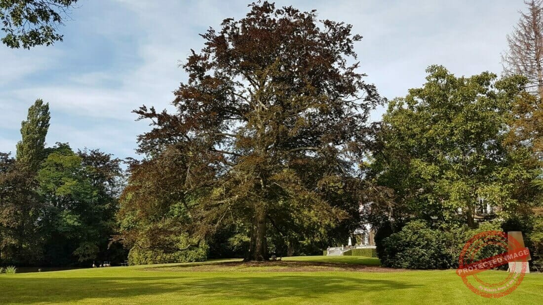 Bomen snoeien kroonreductie en uitlichten kroon beuk