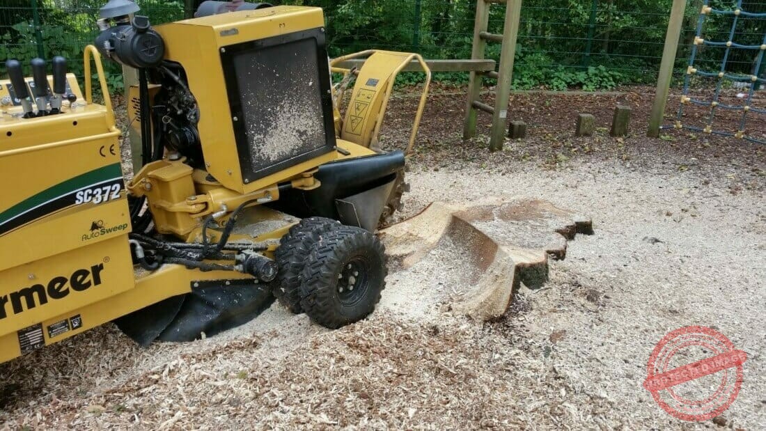 Stronk uitfrezen van een paardenkastanje.