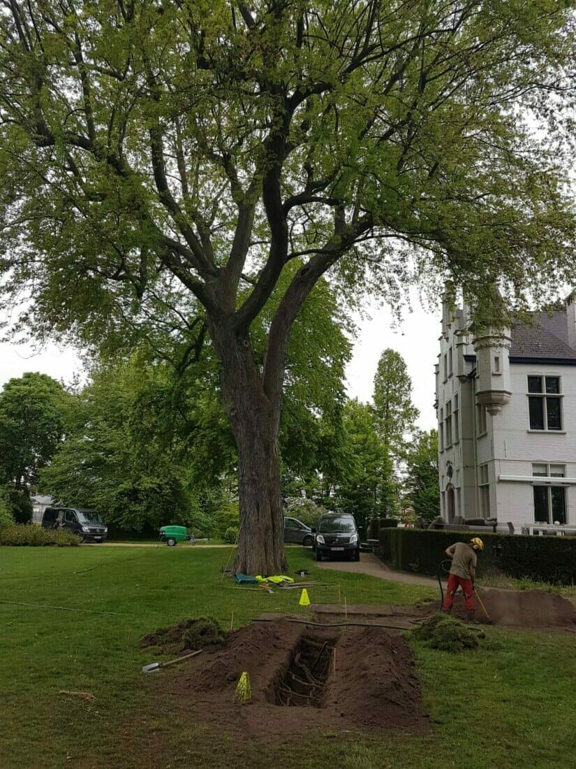 Wortelonderzoek-tree-manager