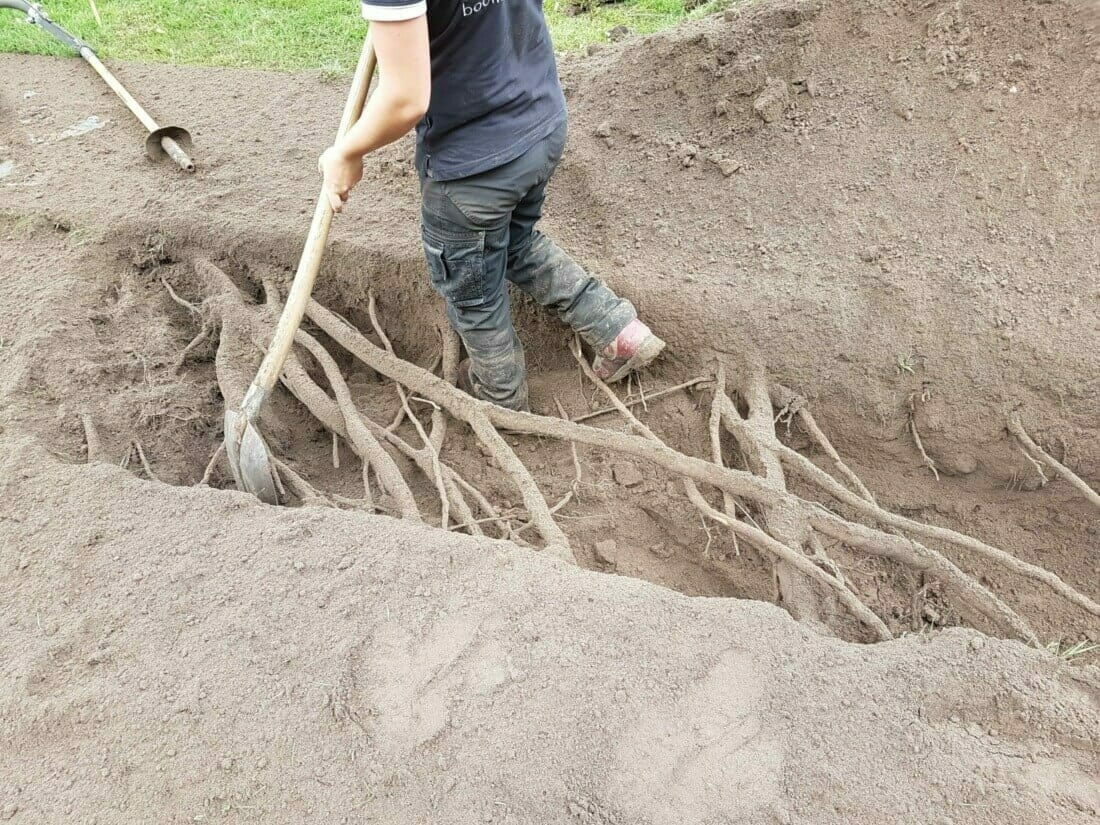 Boomspecialist aan het werk tijdens een wortelonderzoek van een grote Acer Saccharinum