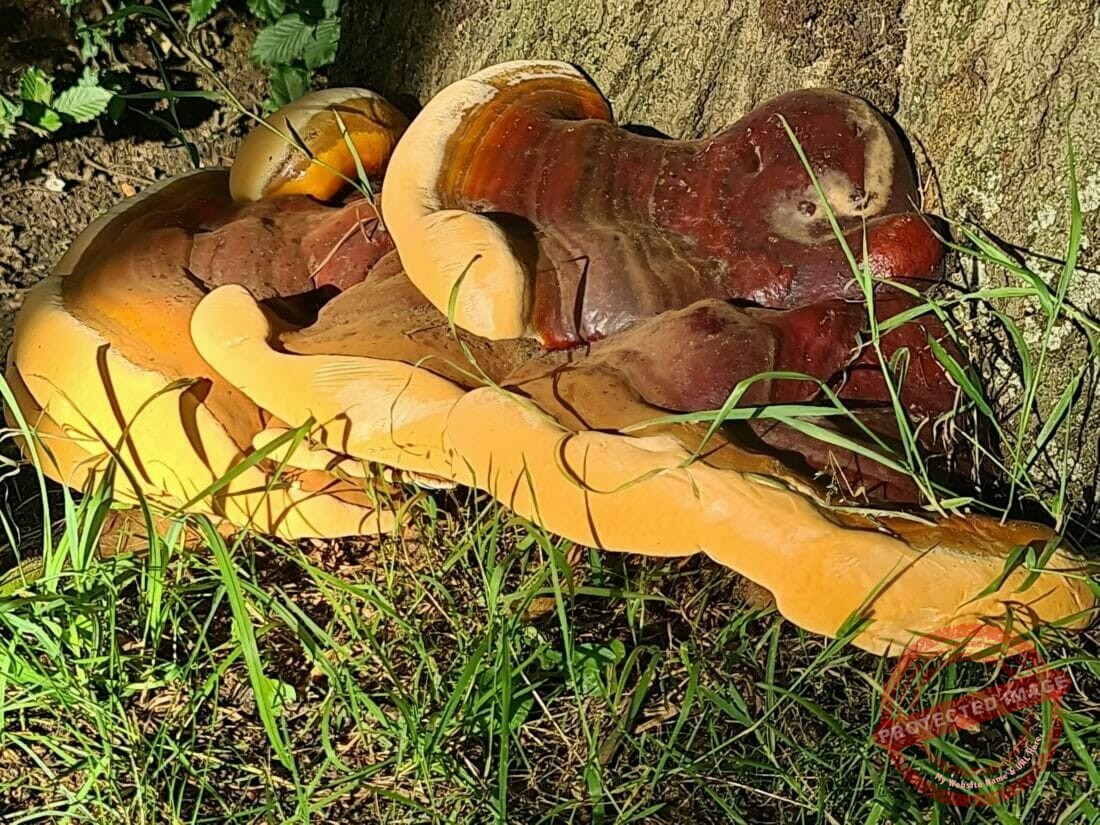Een parasitaire schimmel, de harslakzwam of Ganoderma resinaceum, op de stamvoet van een Amerikaanse eik.