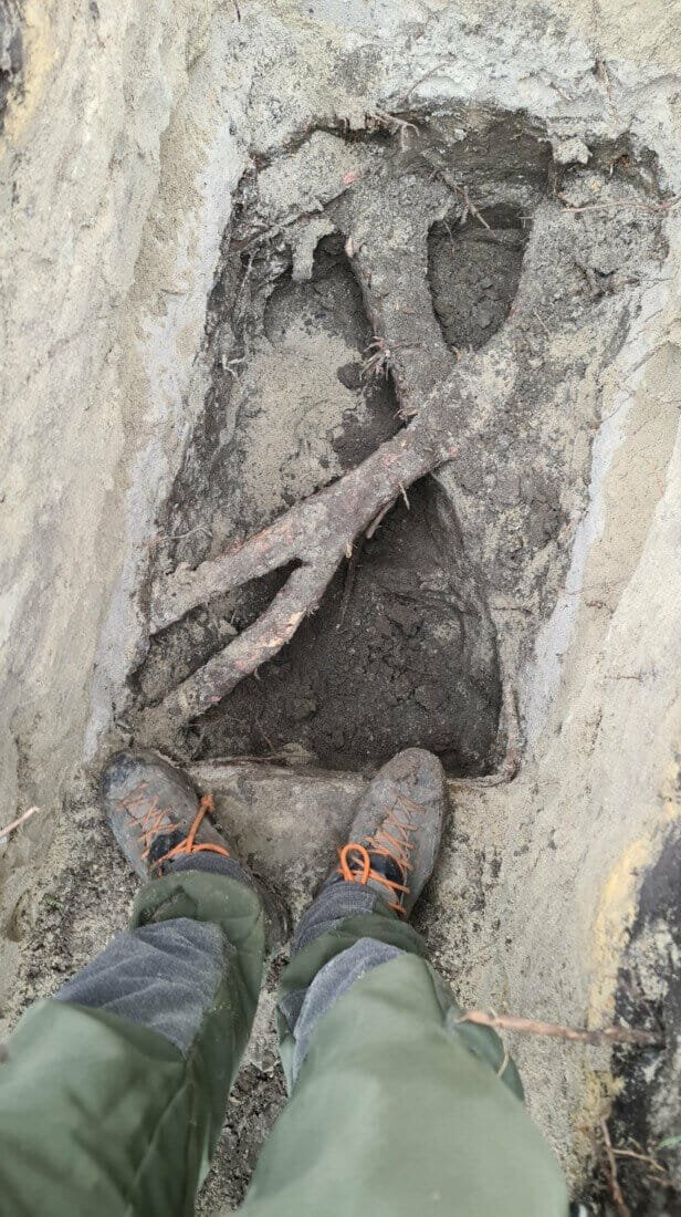 Gestelwortels van een boom in het kader van een boombeschermingsplan.