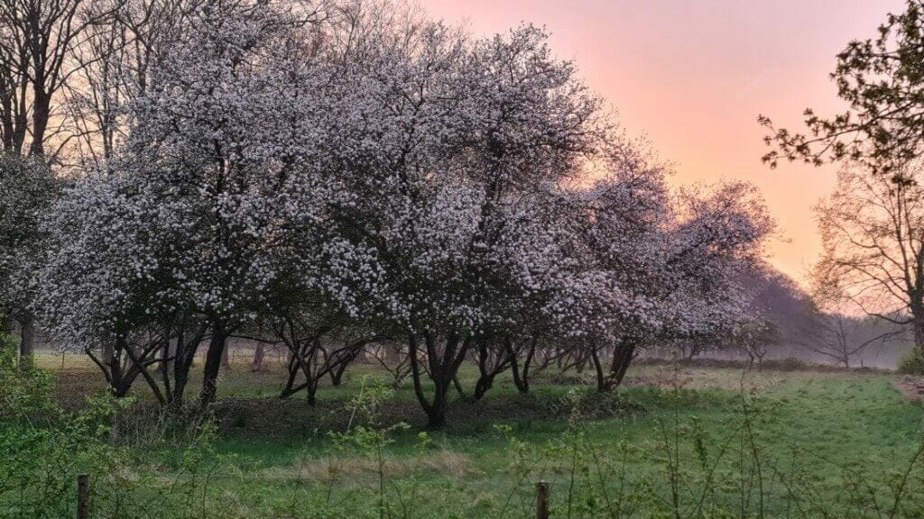 Beheer van oude appelbomen op een landschappelijk erfgoed domein.