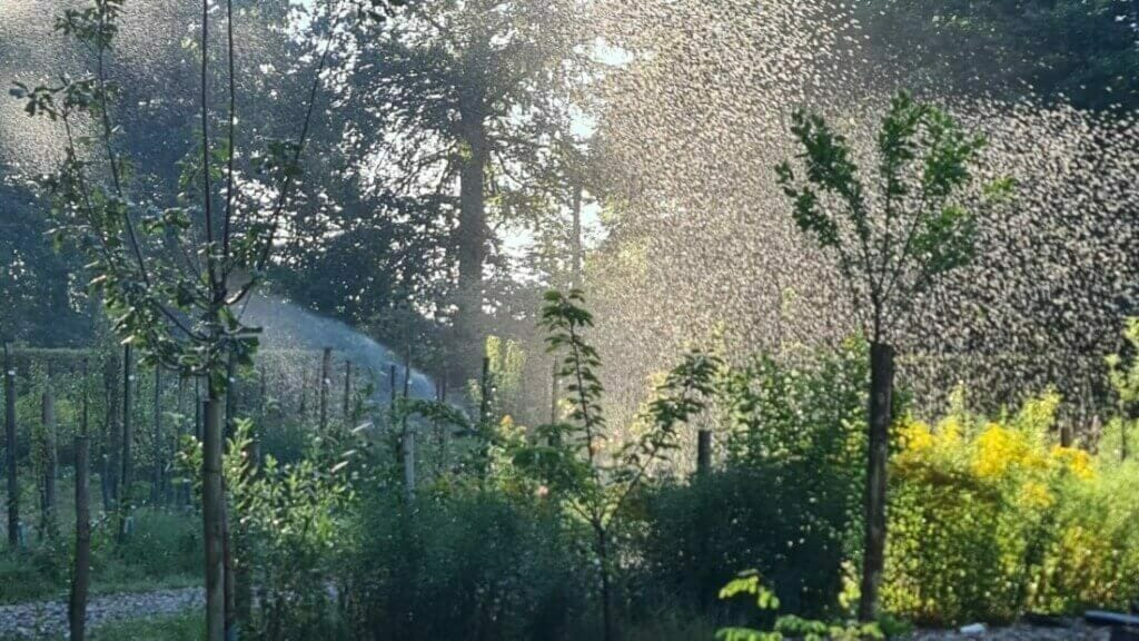 Monitoring en irrigatie van bomen bij bronbemaling; water geven met sproeiers.