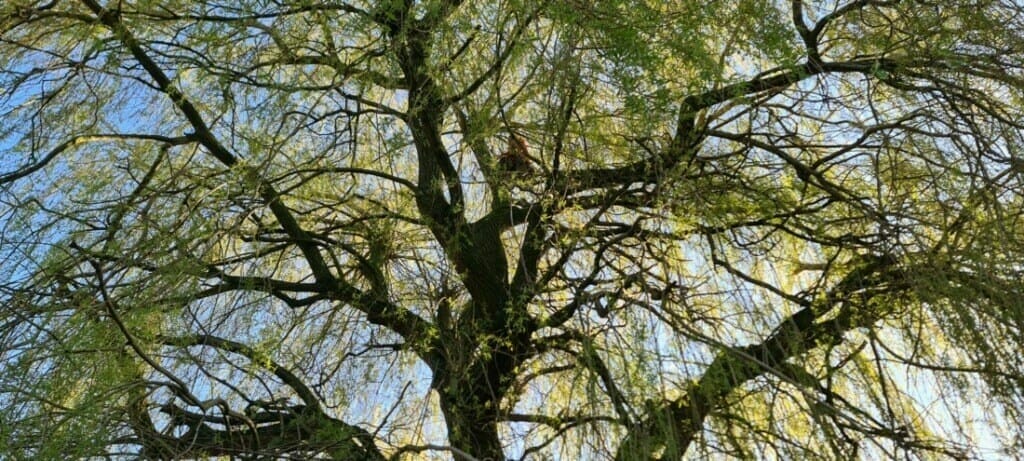Boomkruin voor het snoeien: veel dood hout, schurende takken en takken die te ver reiken.