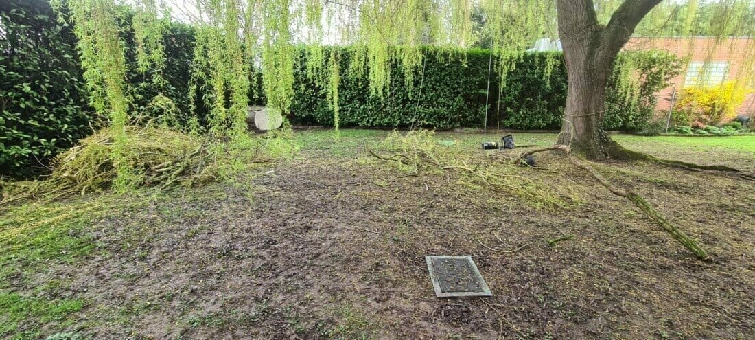 Werkomgeving tijdens de snoeiwerken van de treurwilg.