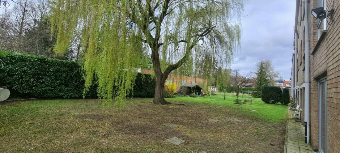 Eindbeeld van de boom na de snoeiwerken, waarbij voorheen de takken tot tegen het appartementsgebouw kwamen.