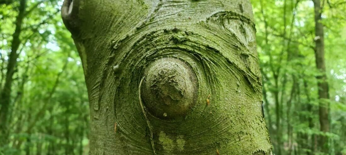 Volledige callusvorming of wondovergroeiing. De snoeiwonde is hermetisch afgesloten en is de beste genezing.