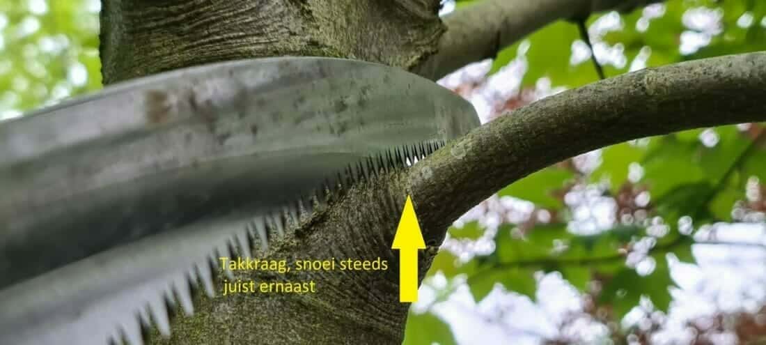 Snoeien doe je juist naast de takkraag voor de beste genezing. Dit is hoe het moet volgens de Europese snoeinorm.