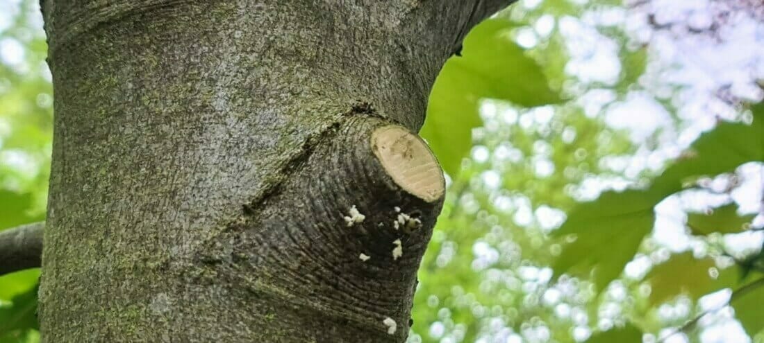 Verse snoeiwonde juist naast de takkraag, gemaakt met scherpe snoeizaag, volgens de richtlijnen van de European Tree Pruning Standard of Europese snoeinorm.