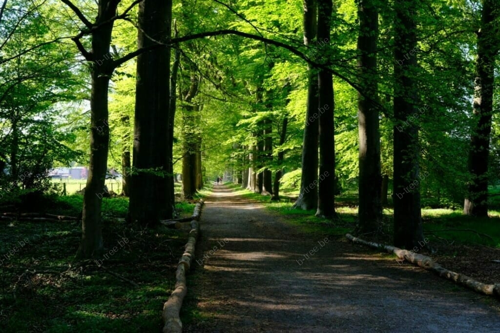 Boomverzorging en boombeheer, opgenomen in het boombeheerplan van een beukendreef te Heist-op-den-Berg en uitgevoerd door b-Tree boomverzorging.