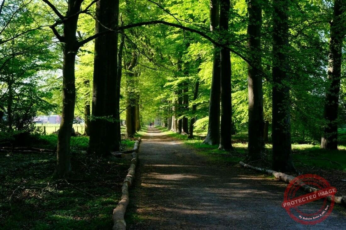 Boomverzorging en boombeheer, opgenomen in het boombeheerplan van een beukendreef te Heist-op-den-Berg en uitgevoerd door b-Tree boomverzorging.