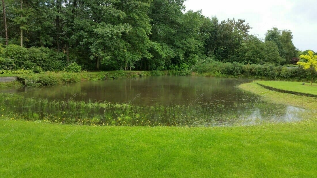 Klimaatadaptieve tuin met opvang regenwater in natuurlijke vijver met riet en gele lis.