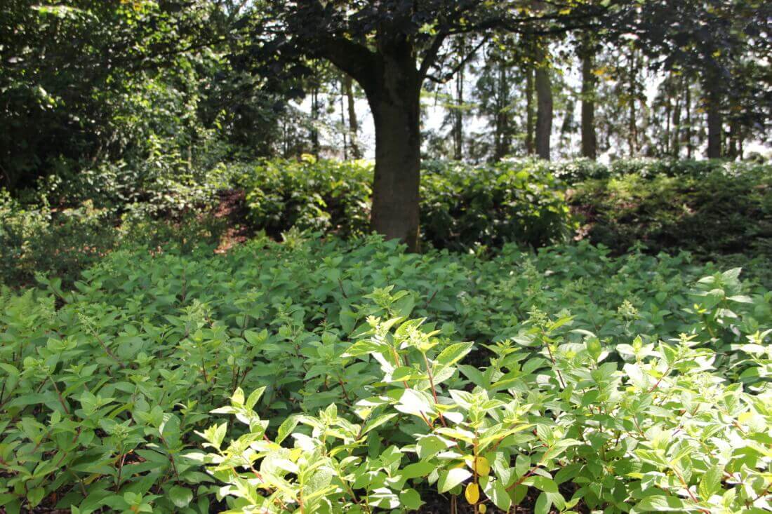 Dichtbegroeide borders en perken om rechtstreekse aanstraling van de bodem door de zon te voorkomen, met mulch ertussen als bodemverbeteraar en tegne het onkruid, alles voor een onderhoudsvriendelijke tuin.