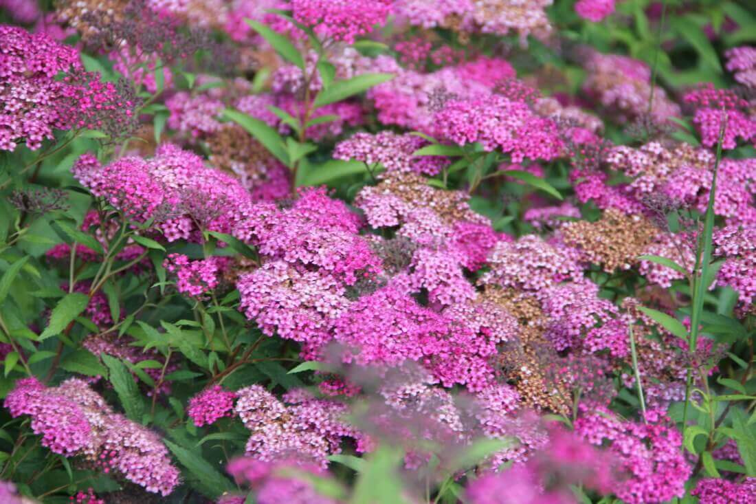 Tuin met bloemrijke border - detail beplanting