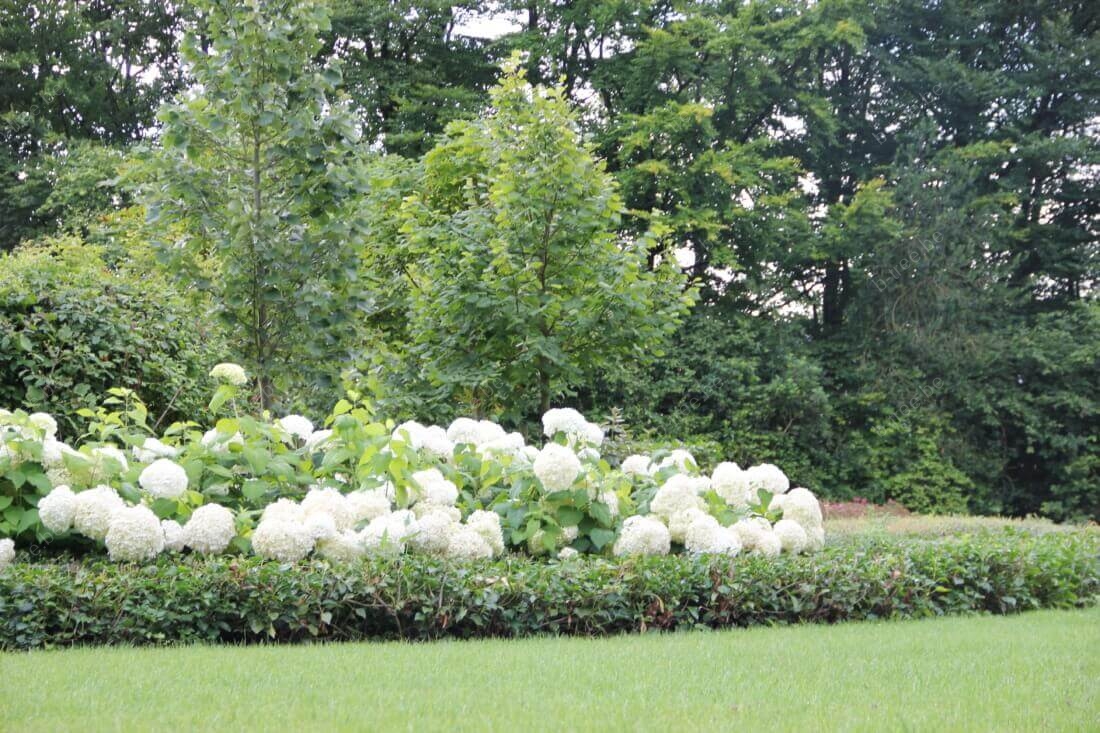 Klimaatadaptieve tuin met bloemrijke borders.