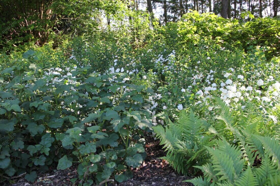 Klimaatadaptieve tuin met bloemrijke borders en bomen, gerealiseerd door klimaattuincoach b-Tree Boomverzorging.
