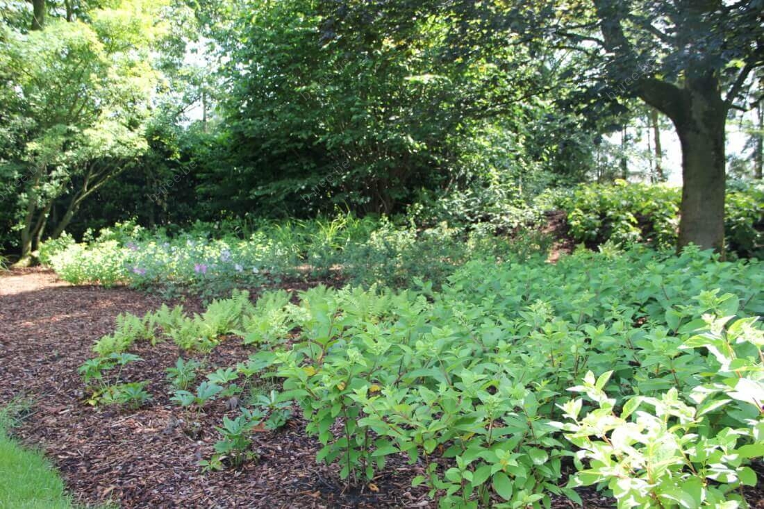 Klimaatadaptieve tuin, border onder twee esdoorns, juist na het aanplanten.