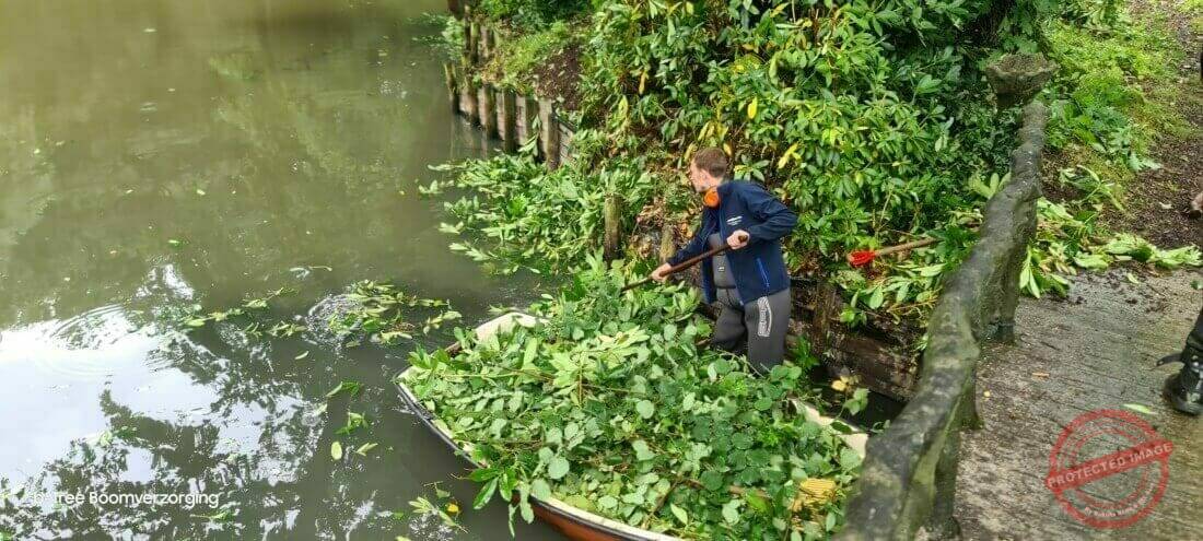 Opruimen van het snoeiafval na het snoeien van een heg langsheen de vijver van een parktuin.