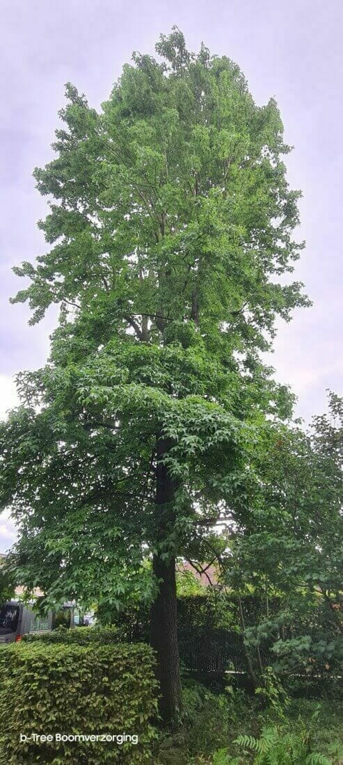 Eindbeeld van de boom na het snoeien. De boom heeft een smalle taille en met reden.
