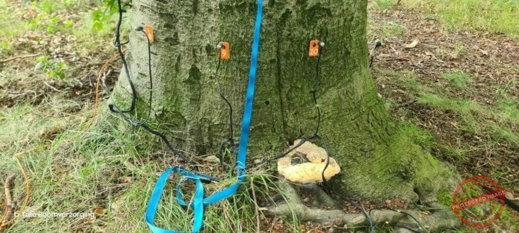 Boomadvies voor bomen met een schimmelaantasting.