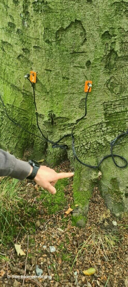 Tomografisch onderzoek van een beuk in het kader van een boomexpertise