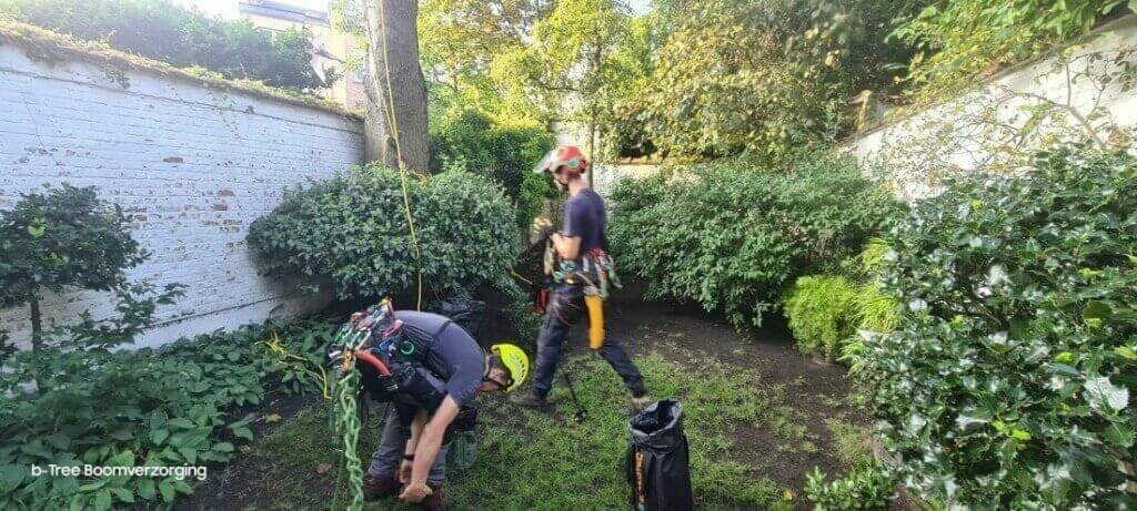 Opstart van de dag voor het snoeien van boom te Antwerpen centrum omwille van overhangende takken naar de buren.