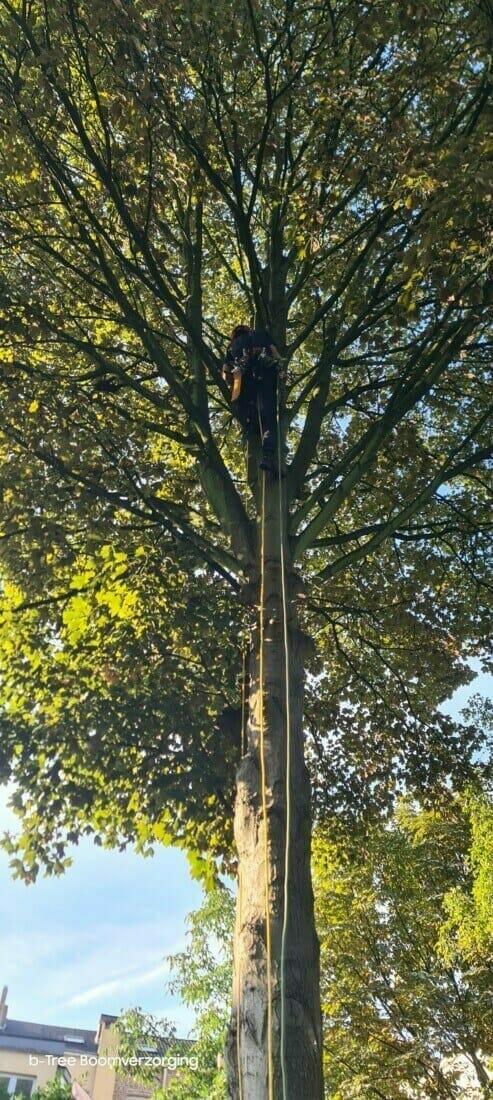 Boomverzorger klimt in de grote boom om deze te snoeien.