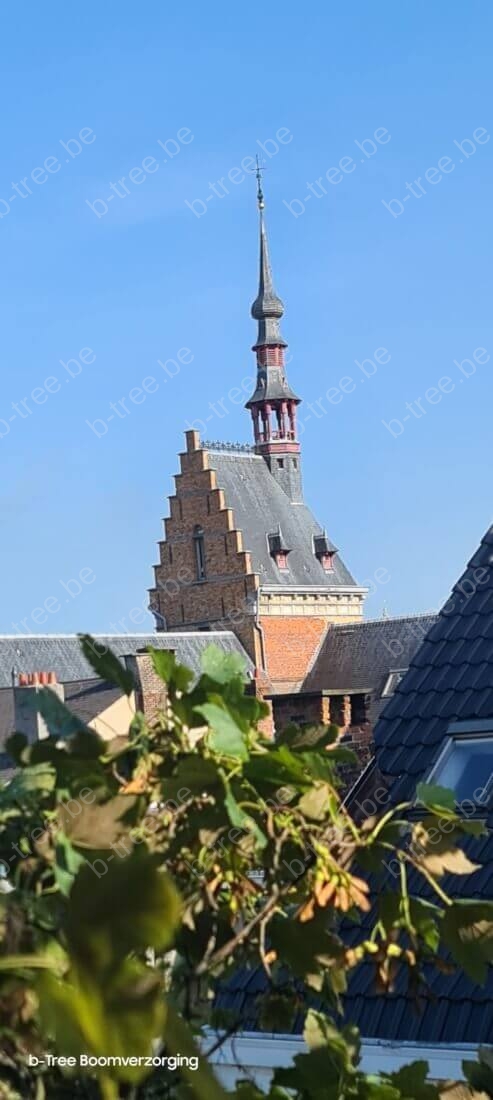 Sfeerbeeld met zicht op een kerk te Antwerpen centrum van tijdens het snoeien van de boom.
