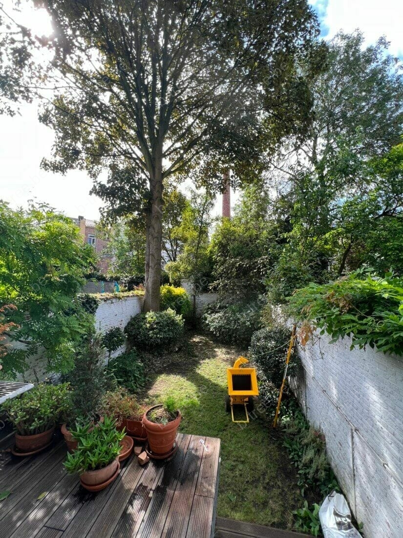 Eindbeeld na het snoeien van de boom en het haskelen van de takken te Antwerpen centrum.
