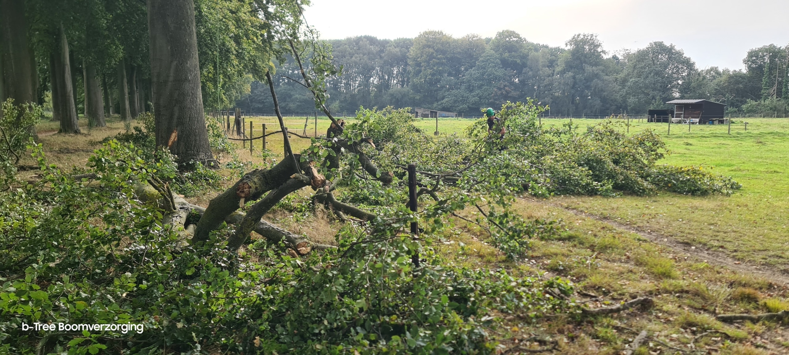 Takken op de grond, na het zwaar snoeien van een aangetaste beuk door het team van b-Tree Boomverzorging.