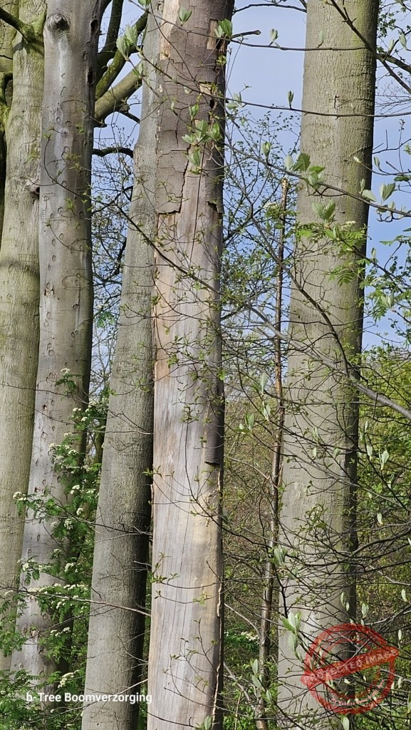 Beuken met zonnebrand, waarvan een beuk reeds volledig is afgestorven (geschors volledig gelost).