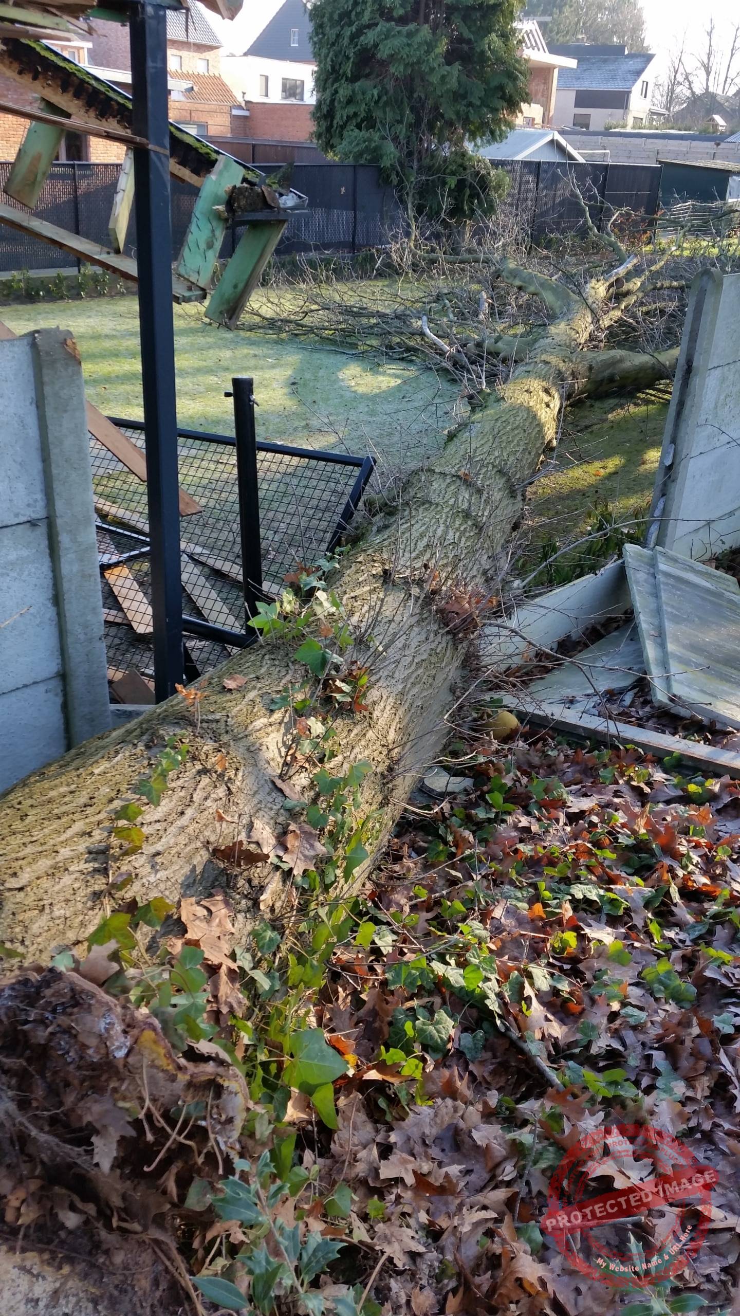 Aangetaste Amerikaanse eik die in de tuin van de buren is gevallen en veel schade heeft aangericht, wat vragen oproept over de aansprakelijkheid.
