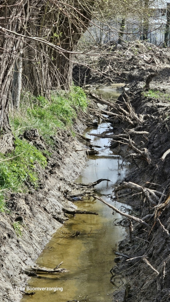 Wortelschade aan bomen langs gracht, veroorzaakt door graafwerkzaamheden. Met grote schade tot gevolg; financieel en voor de bomen.