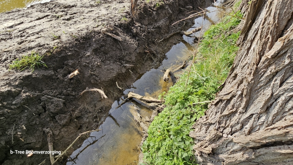 Omwille van gebrek aan boombescherming is er tijdend de graafwerken ernstige schade veroorzaakt aan de bomen.