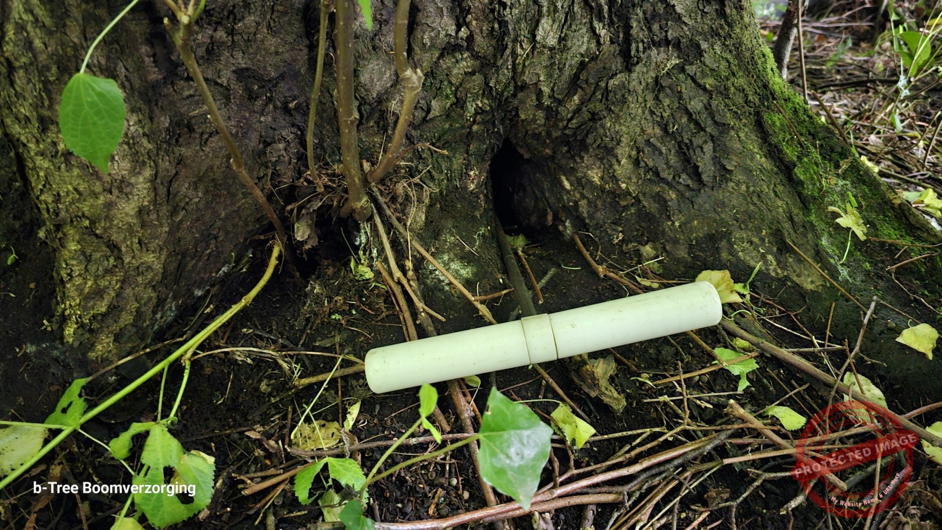 Inspectie boom met een prikstok om de afmetingen van de holte in de stamvoet van de linde te kunnen bepalen.