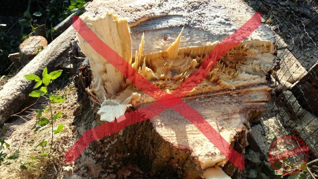 Vermijd het kappen van een boom en teken bezwaar aan als nodig.
